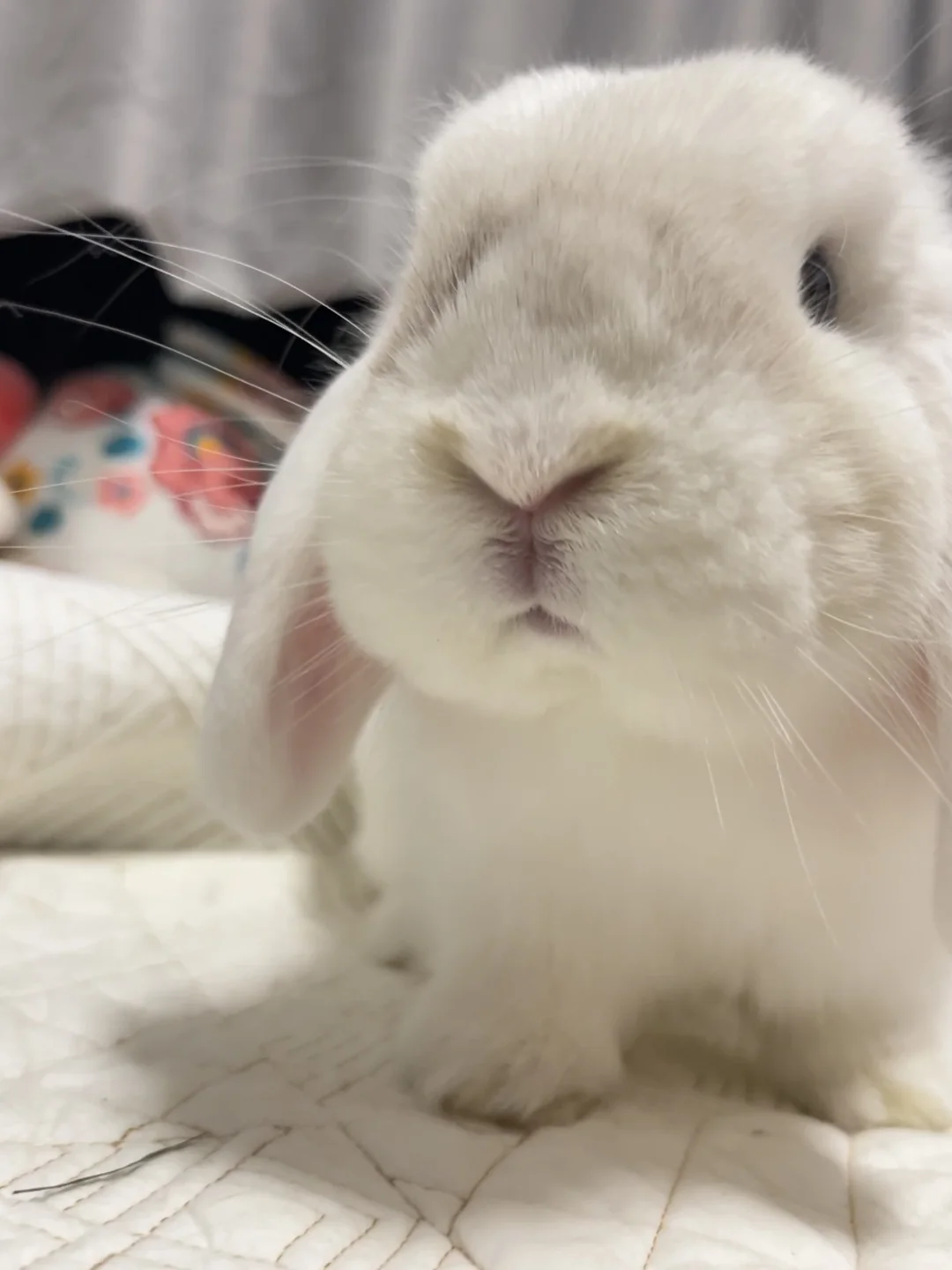 小铃铛🐰｜角度和时机很重要😏