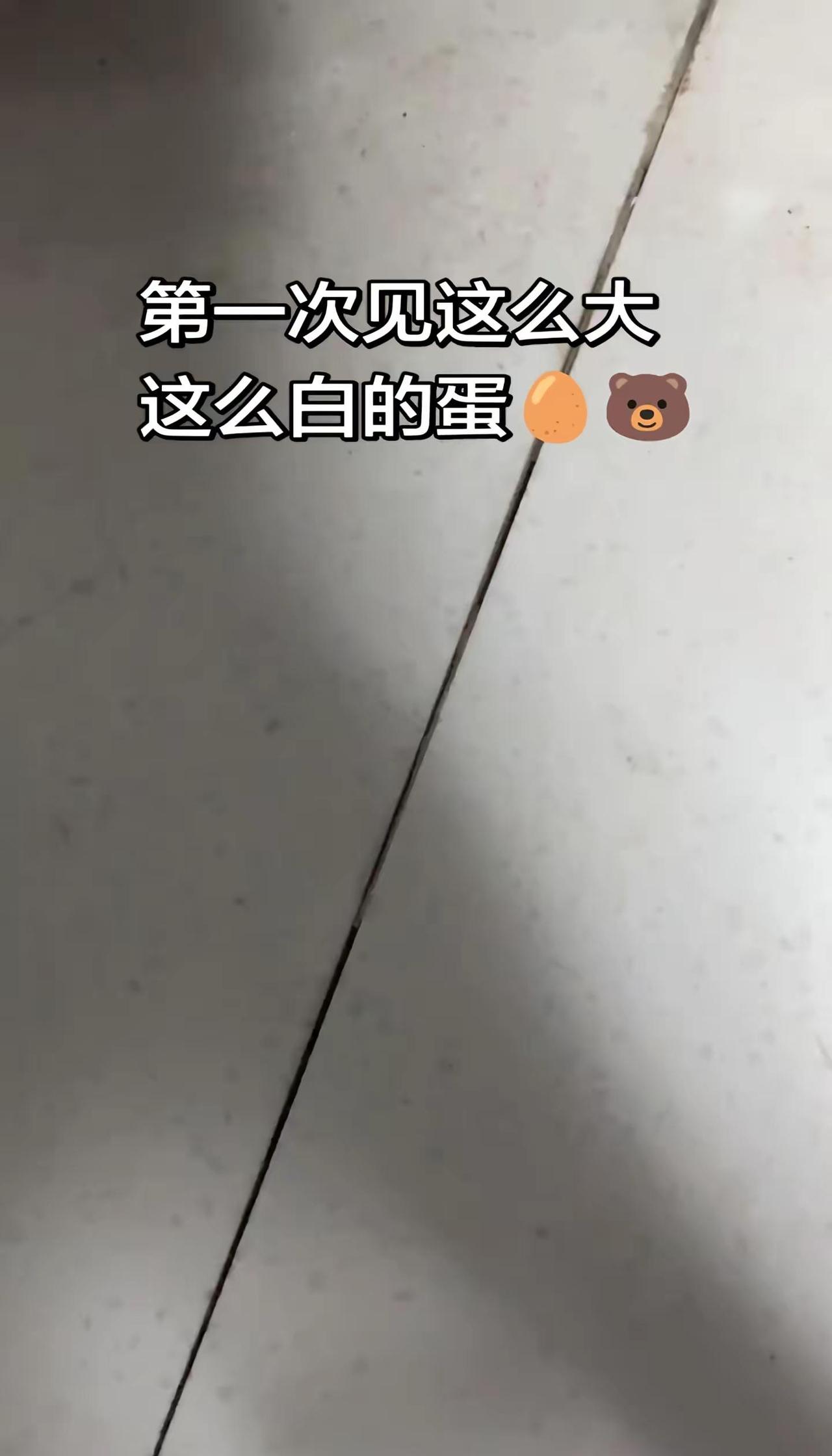一颗会"弹"的蛋？今天发现个超神奇的蛋！这个蛋居然能自己弹起来，像装了弹簧一样！
