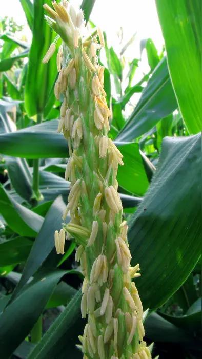 玉米抽穗后花粉、蜜情况——
 
1. 花粉（雄穗，顶上那根大穗）
抽雄完成后2～