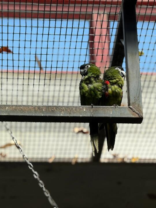 今天是观鸟的好日子🎉