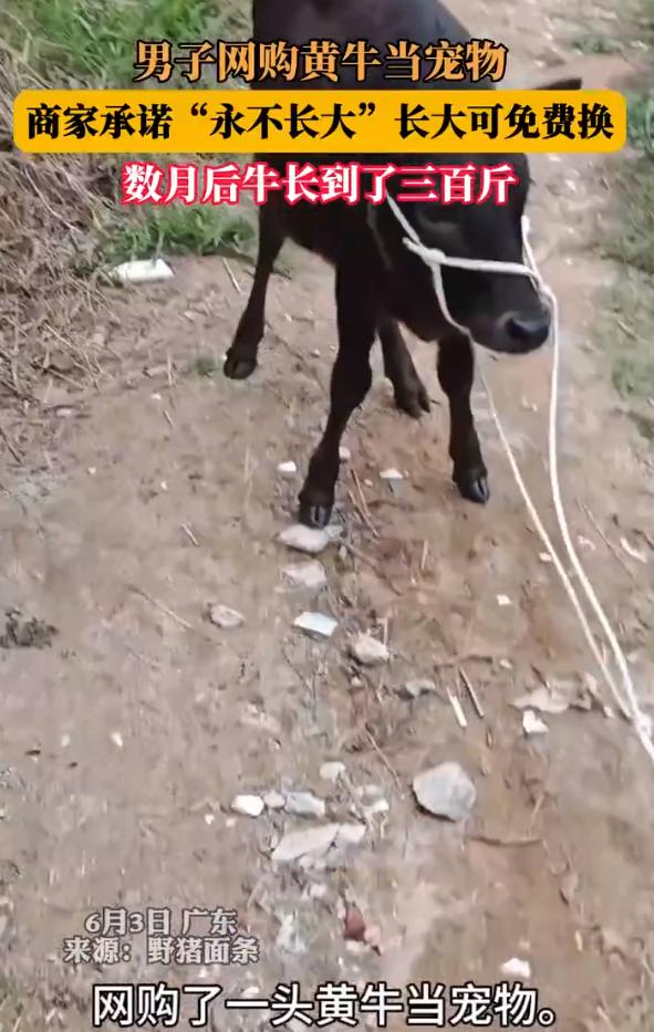 男子网购黄牛当宠物，商家承诺“永不长大”，如果长大可免费换！谁知，几个月后牛就疯