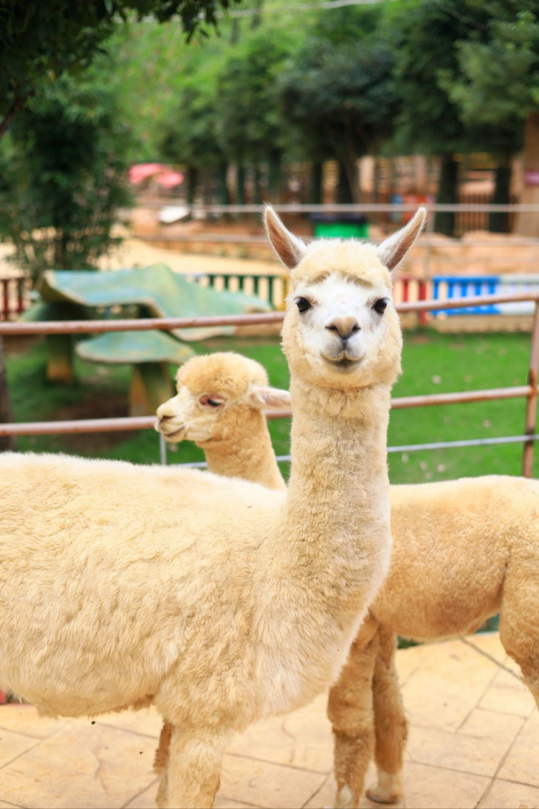 武汉这个动物园不输长隆❗️避人流游玩攻略