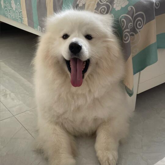 变脸这一块 耶是权威的