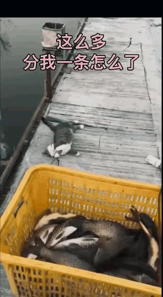一只猫咪看到主人拉着满满一筐鱼，直接躺在地上死死拽住绳子，用行动上演了什么叫“心