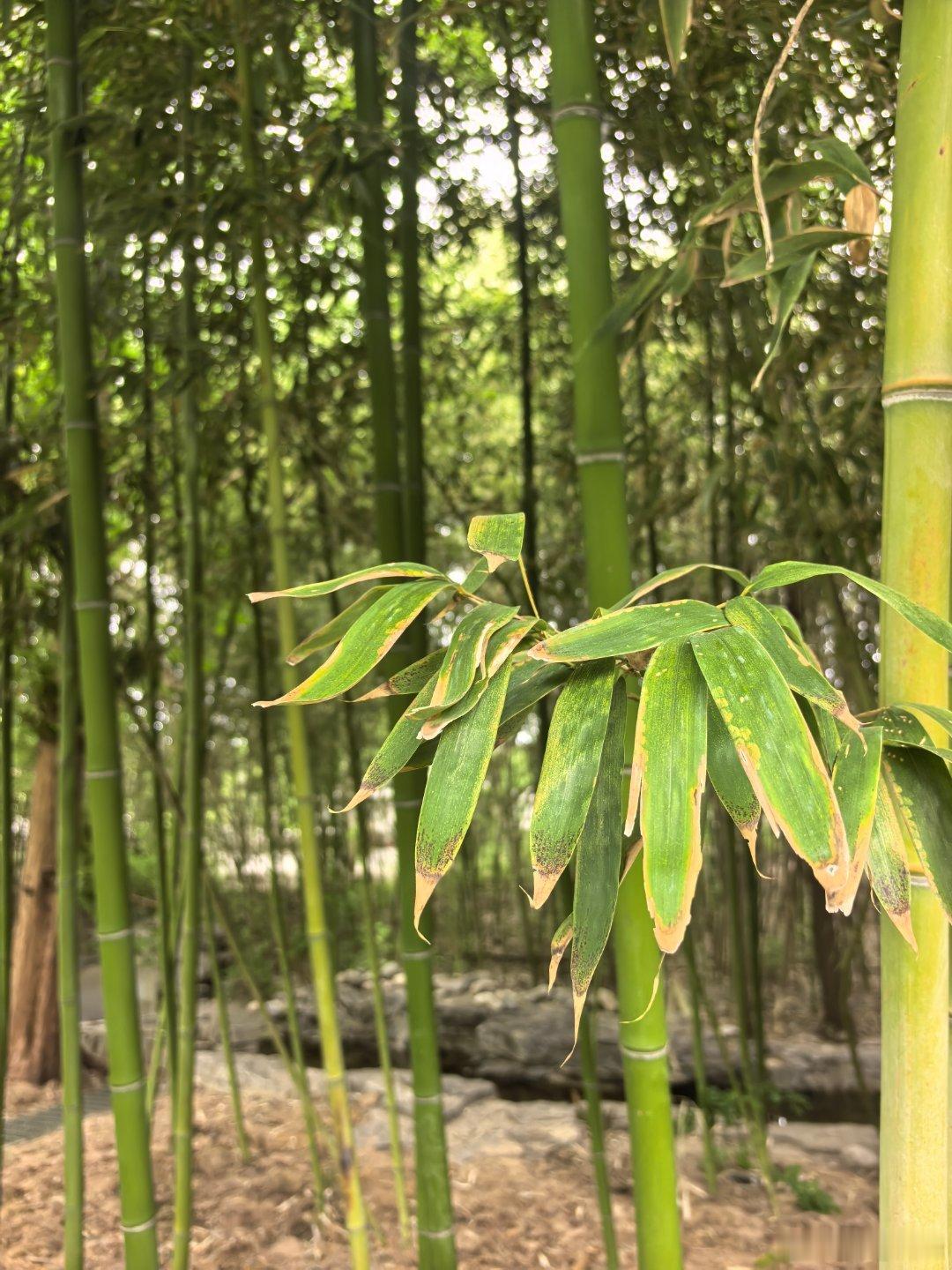 突然开始流鼻涕。哎，换季感冒，只有迟到，不会缺席。 
