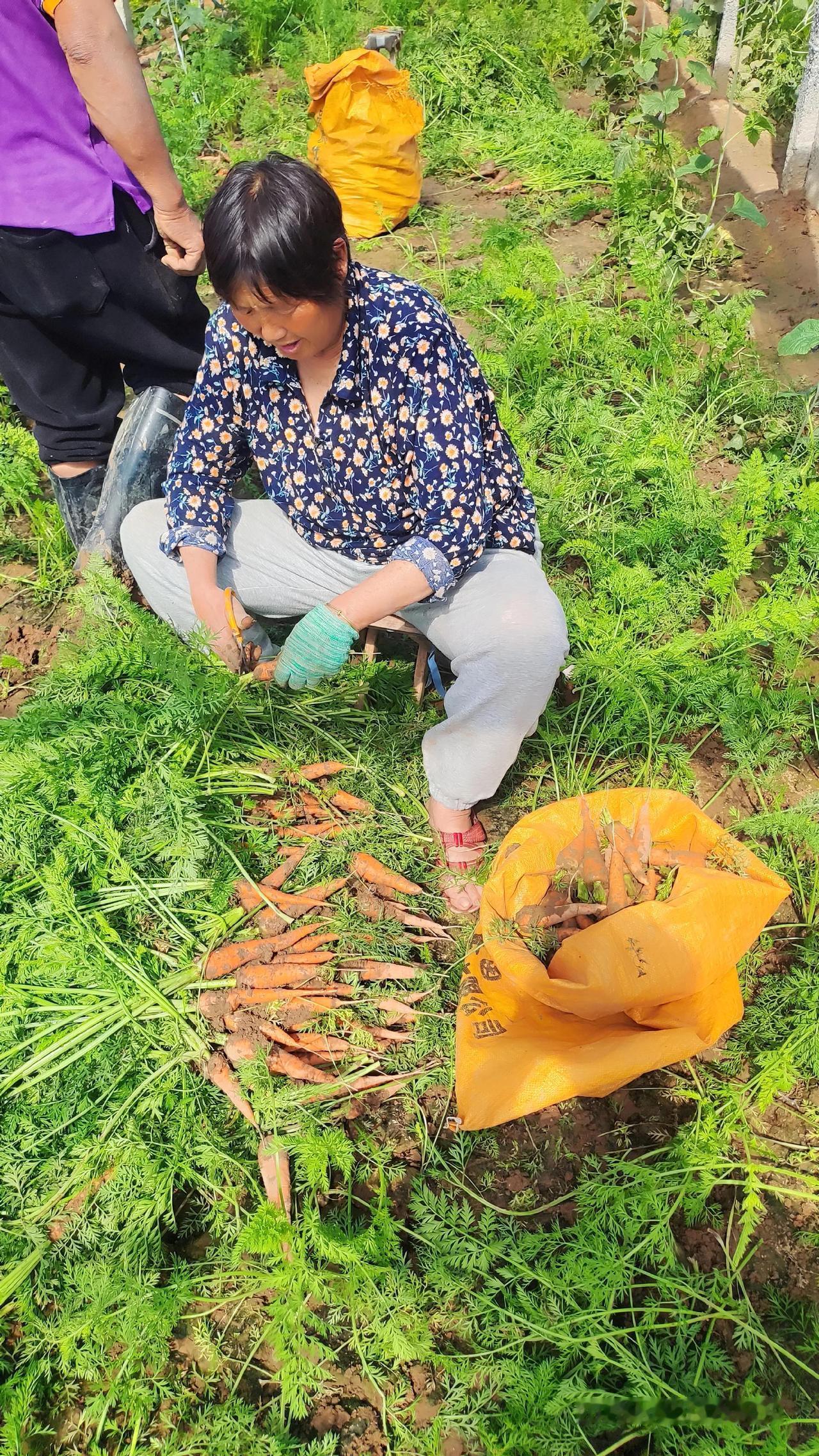 新鲜老品种胡萝卜
