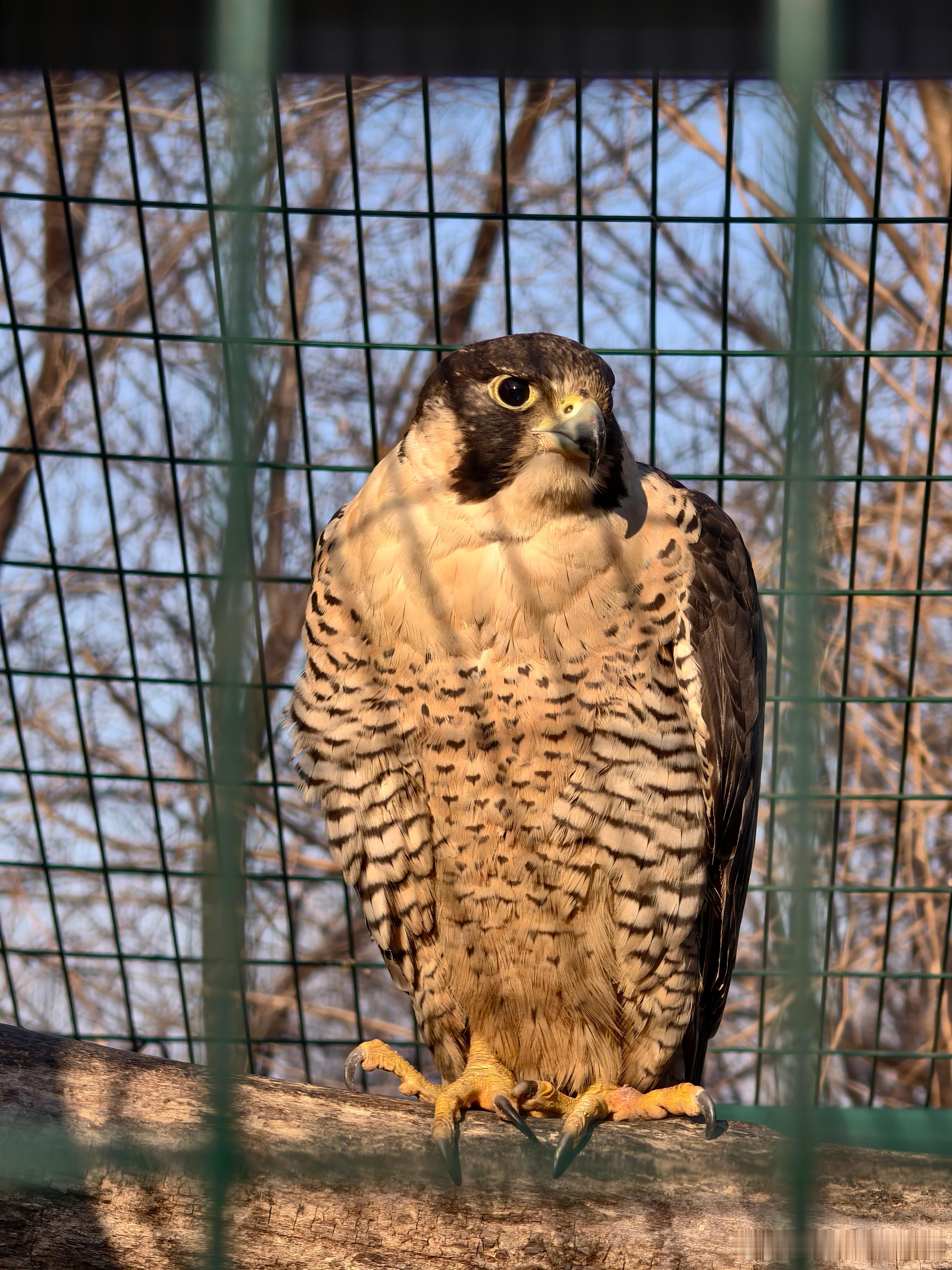 当你与天空之王对视。静默，是风暴来临前的语言。 