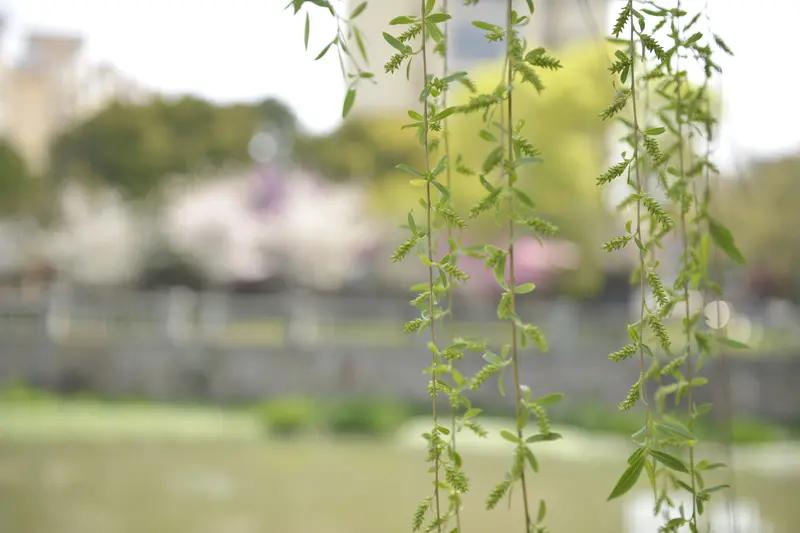上联：昨夜清风梳绿柳，如何对下联今朝旭阳照金城
