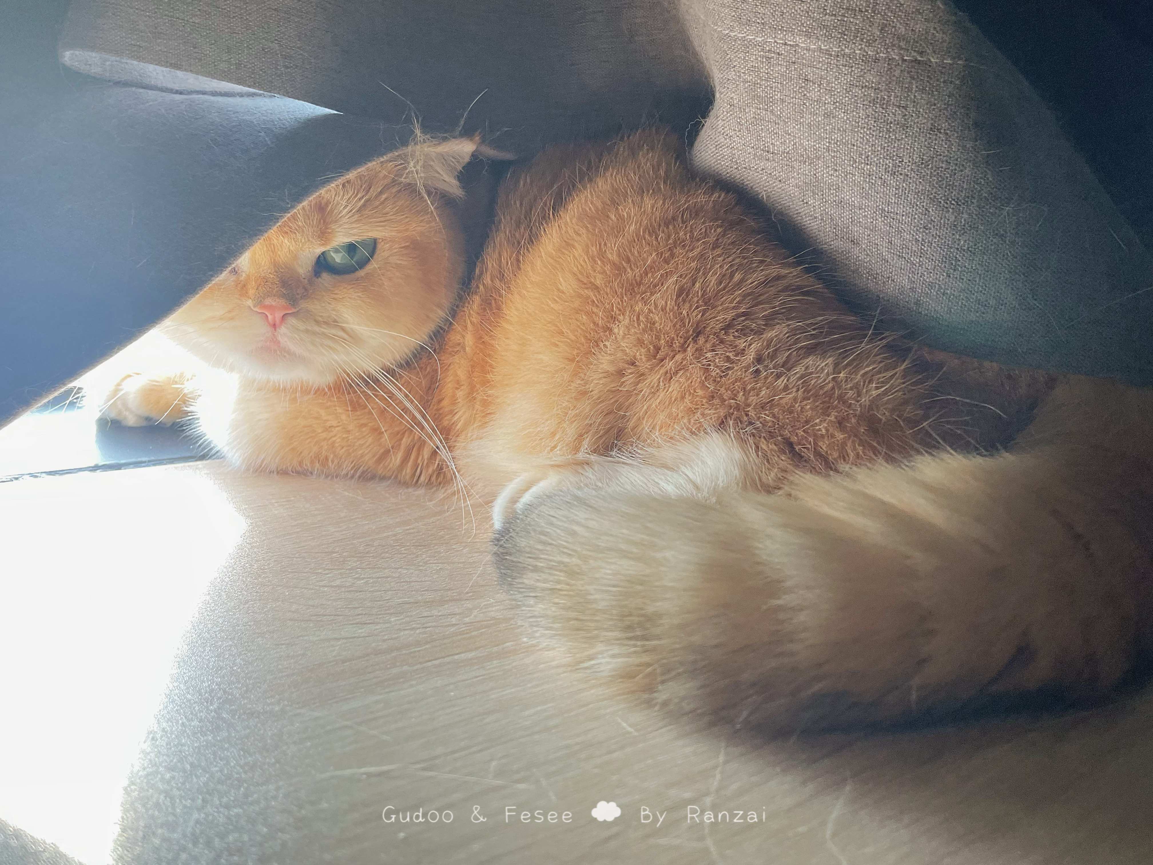 晒太阳使猫迷瞪[开学季]#菇冬怎么肥四[超话]##动物奇遇记# ​​​
