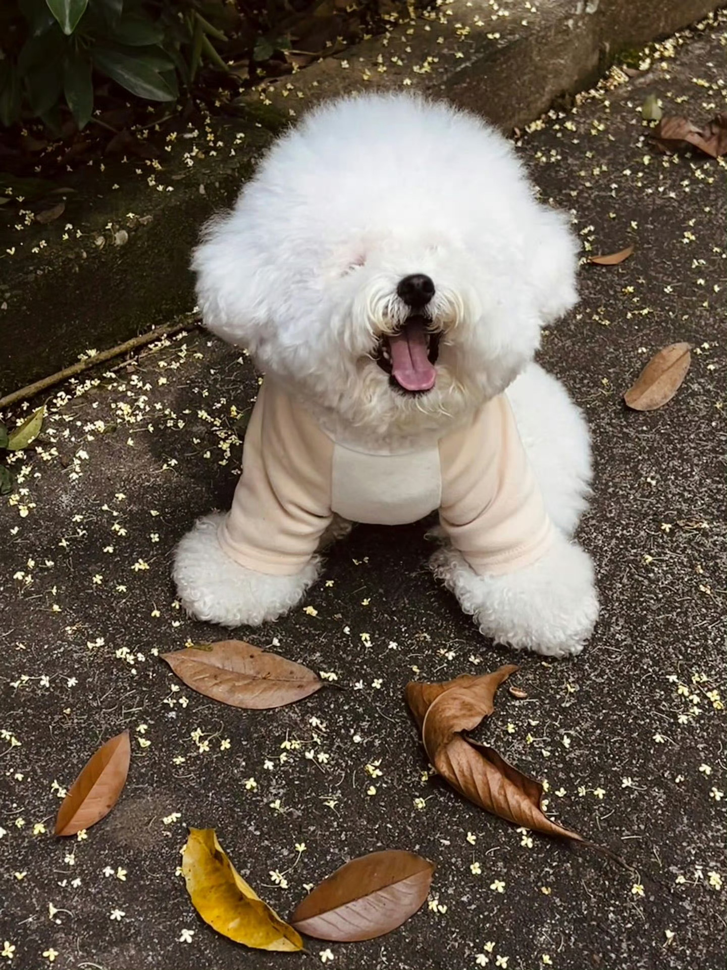 小狗的鼻子是桂花味🌼 ​​​