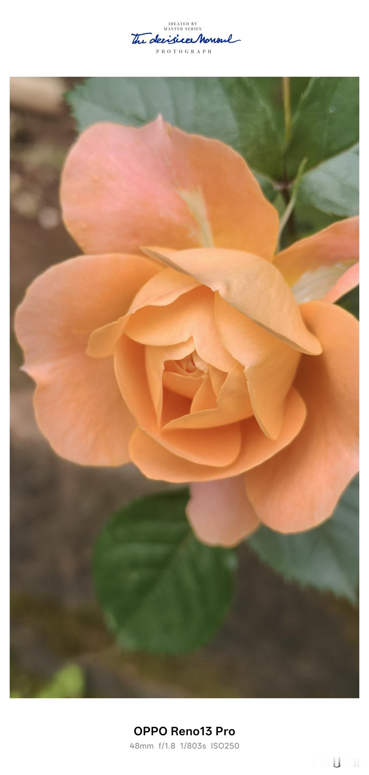 久别重逢，黄玫瑰惊艳了时光。
 这株黄玫瑰，在老家的院角默默扎根了好些年。以前常