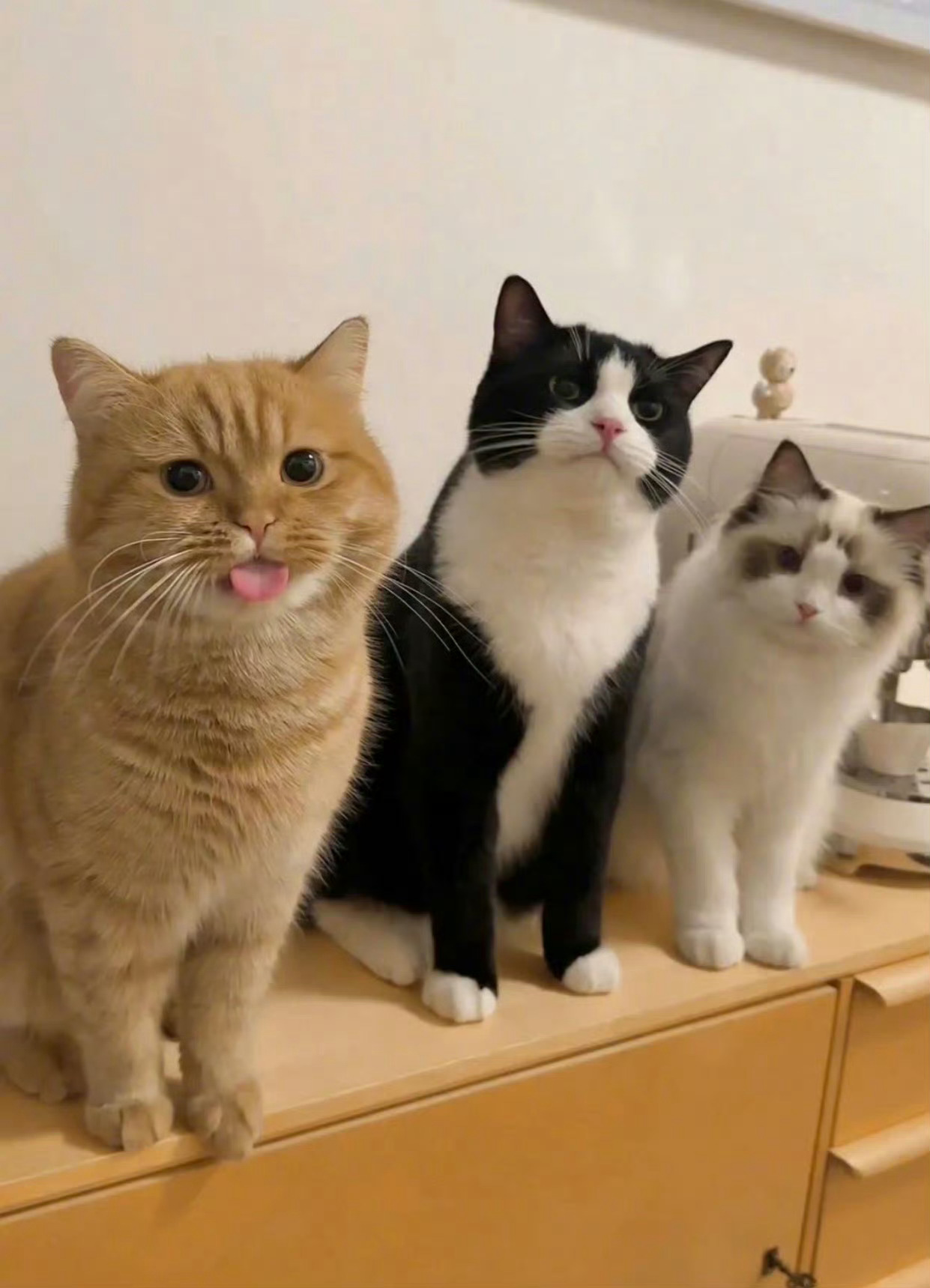 “小猫：我太难了，谁来安慰下？” ​​​