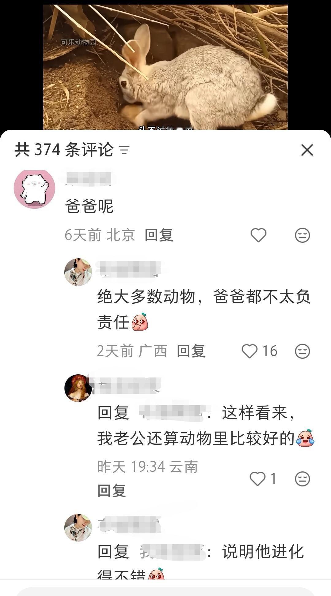 原视频是母兔抚养小兔，觅食和挖洞掩盖气味躲避天敌。没关系，我的亲亲老公比公兔负责