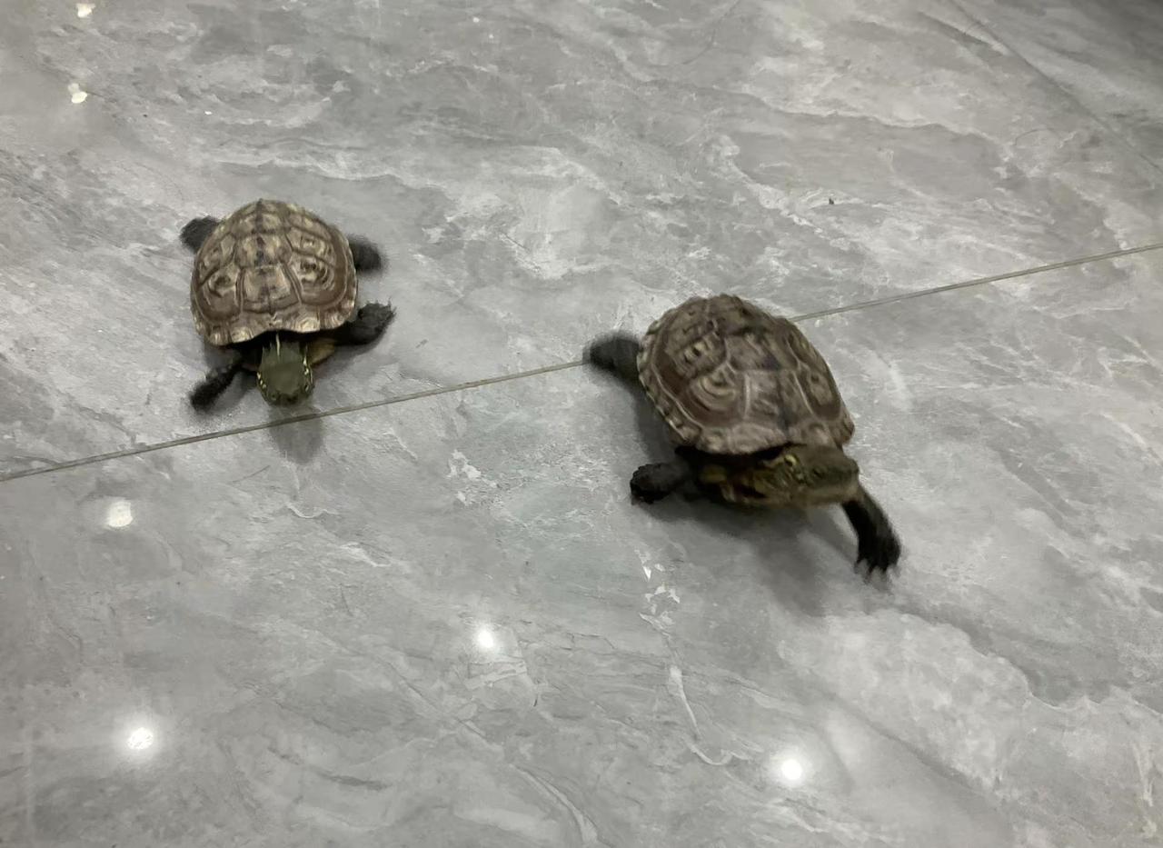 养了两只跟屁龟，快乐直接double✨ 一叫它们名字，两只小乌龟立刻齐刷刷朝我爬
