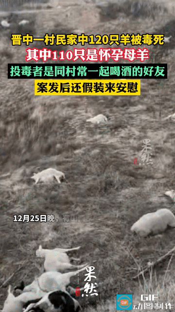 心肠太歹毒了！这是有什么深仇大恨，竟然如此丧心病狂，生生将120只羊毒死，知道投
