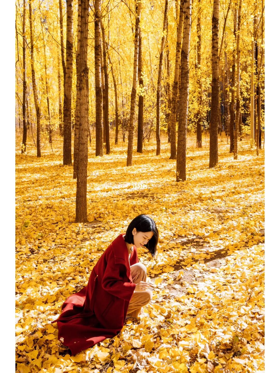 北京🍂还有10天，这里就遍地是无人的黄叶林