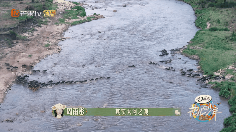 周雨彤我会更用力地活着 天哪，角马在河里面被鳄鱼撕咬，好不容易上岸了之后，休息了