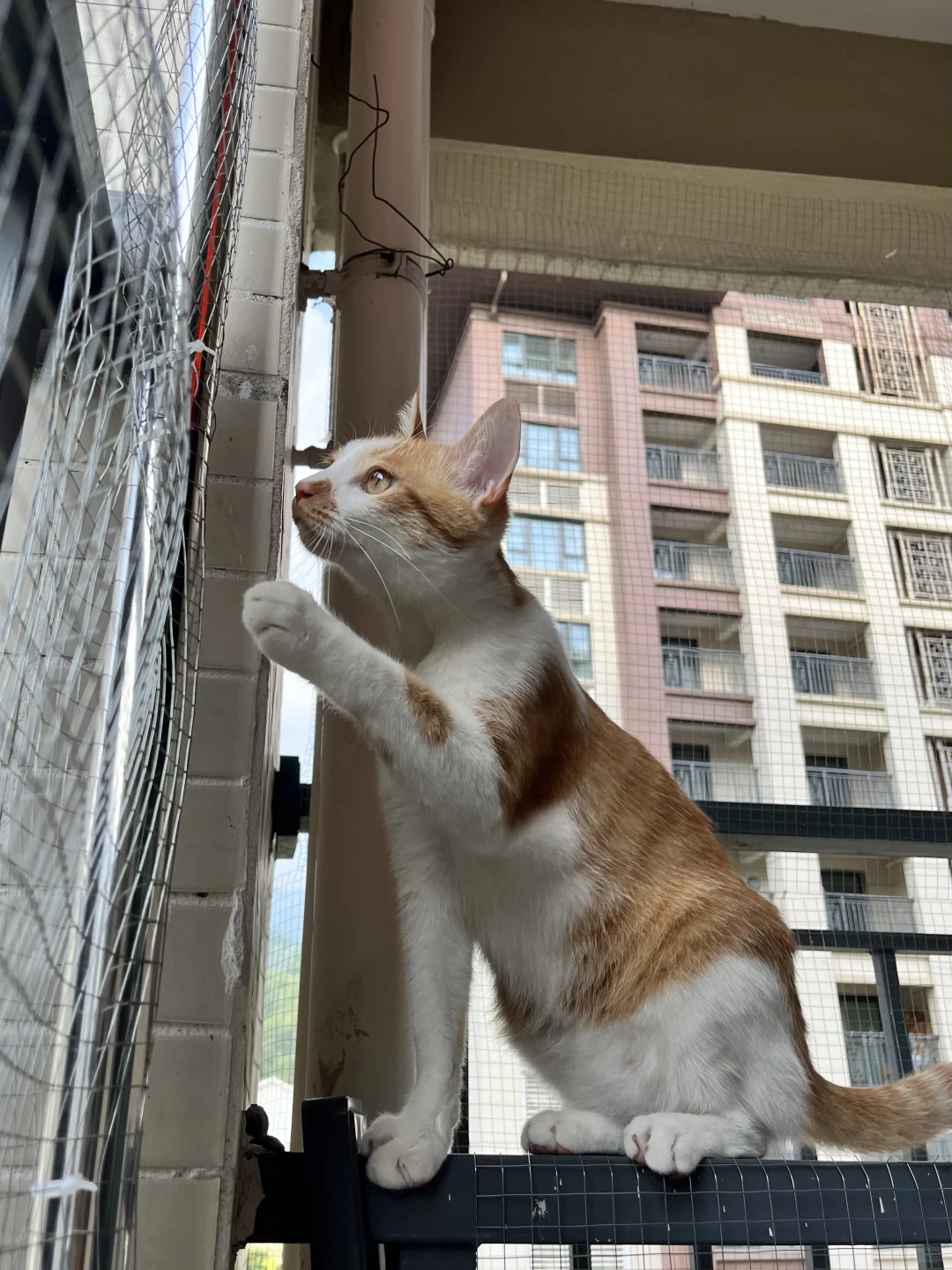 怀民和他那三面漏风的阳台