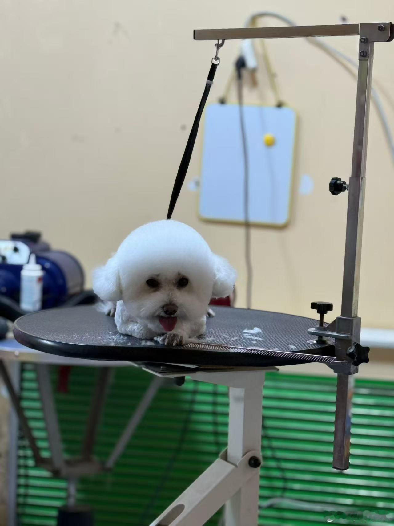 剪毛的糯米可爱吗家有儿女之花卷和糯米