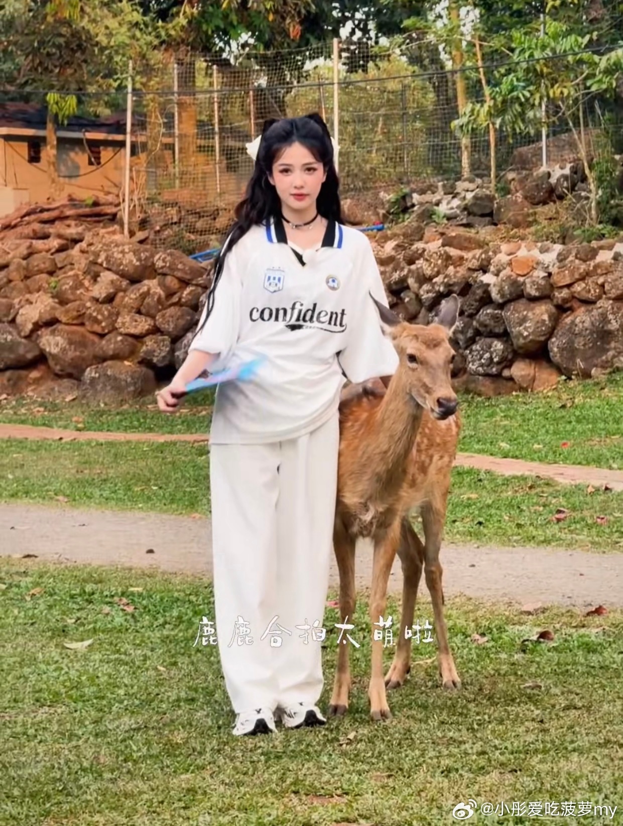 白鹿和梅花鹿合拍奔跑吧 梅花鹿可能在想：这个两脚兽为什么也叫鹿？白鹿可能在想：这