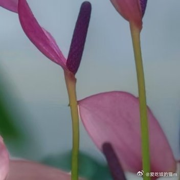 人生最大的意义是让自己快乐，所以不要太敏感总跟自己较真，不要给自己施加太大的压力