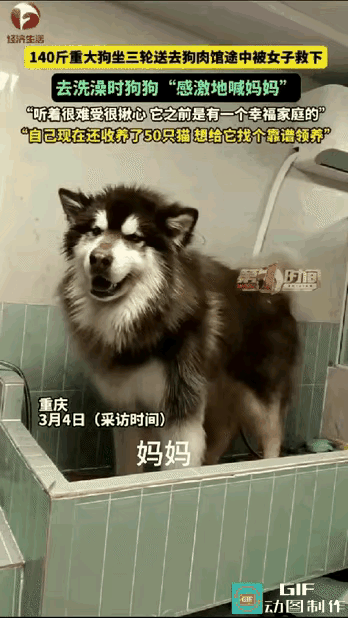 “好人有好报！”重庆，140斤大狗要被大爷卖给狗贩子，女子看到后救下了它，送去洗