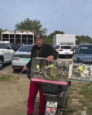 第一次见这么多鹦鹉🦜训放!