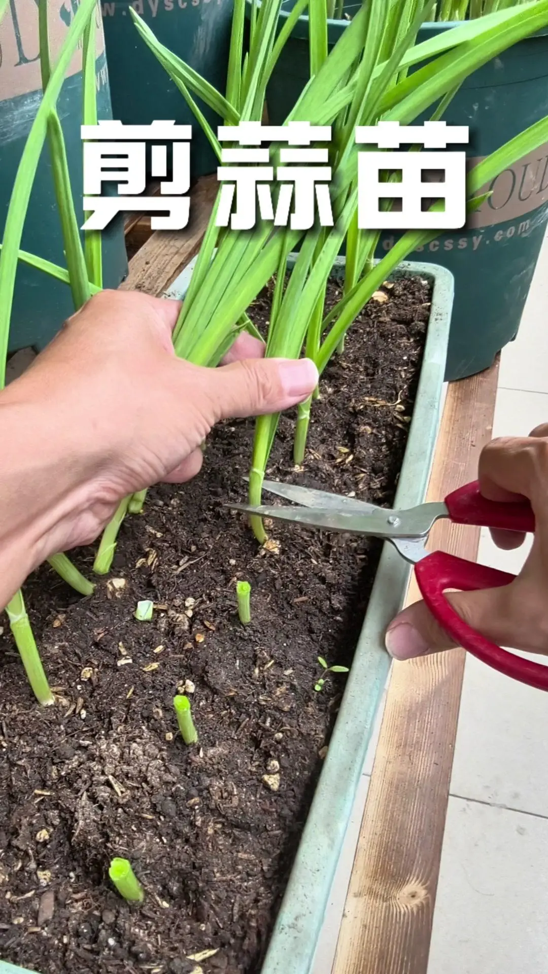 九月底种的大蒜居然能剪着吃了。🌱九月底种下的大蒜现在长势正好，可以采...