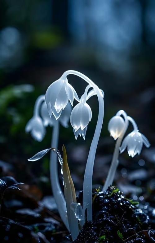 近日，湖南邵阳南山国家公园，工作人员在海拔1100米的杜鹃林里，发现了400多株