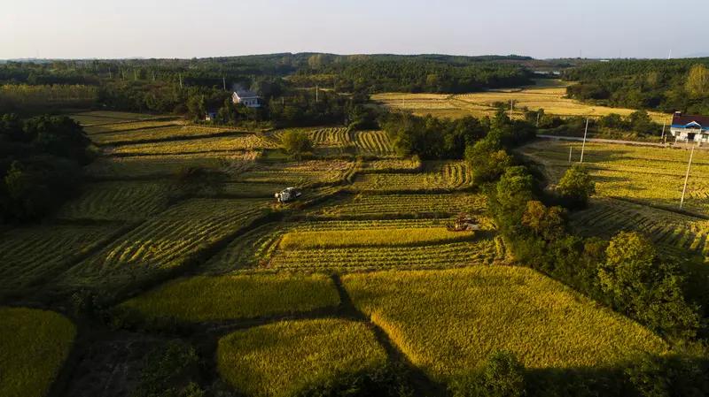 安徽农业着实被严重低估了！2025年，安徽水稻种子出口量稳居全国首位，仅合肥出口