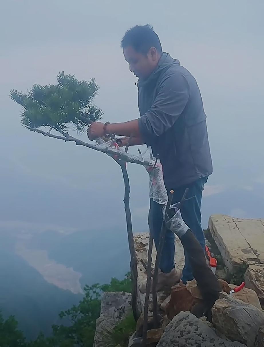 我不知道是我病了，还是他们病了，我想大概还是我自己病了吧。一棵小树被人偷走了，然