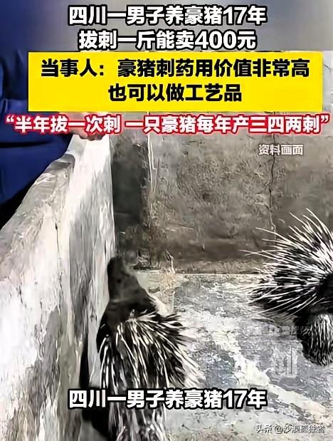 “开眼界了！”四川内江，一男子养了17年豪猪，他不做别的，就靠拔豪猪刺卖钱，每斤