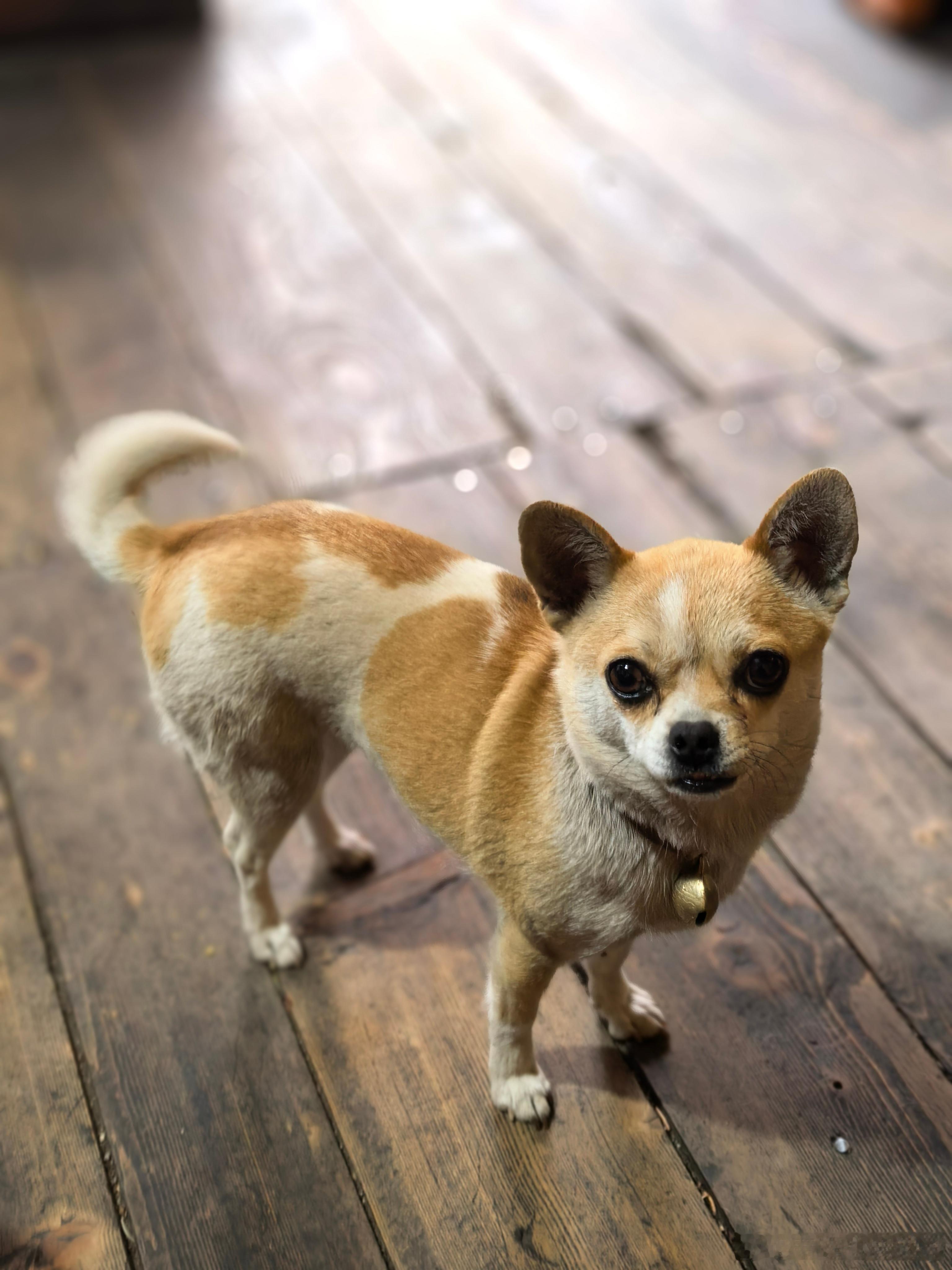 施恩于犬尚知近，  施惠于人反成仇。 
