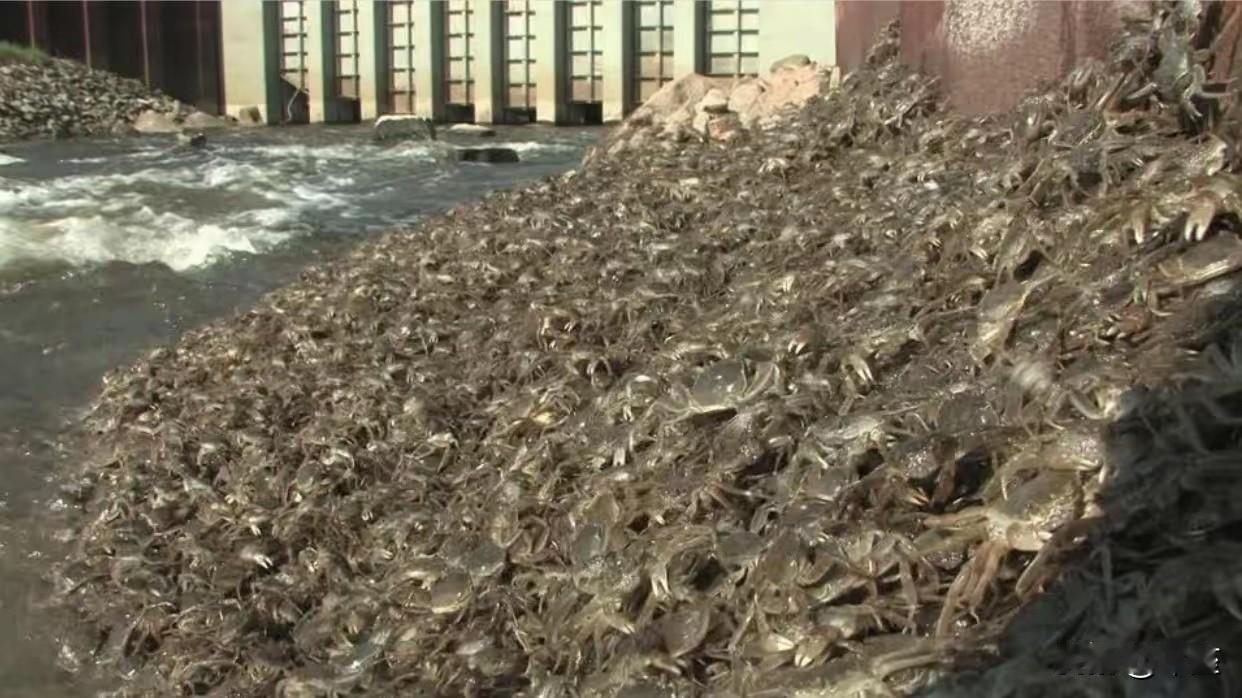 大闸蟹到美国竟成“头号通缉犯”？

近日，美国俄勒冈州在当地浅水中发现了一只大闸