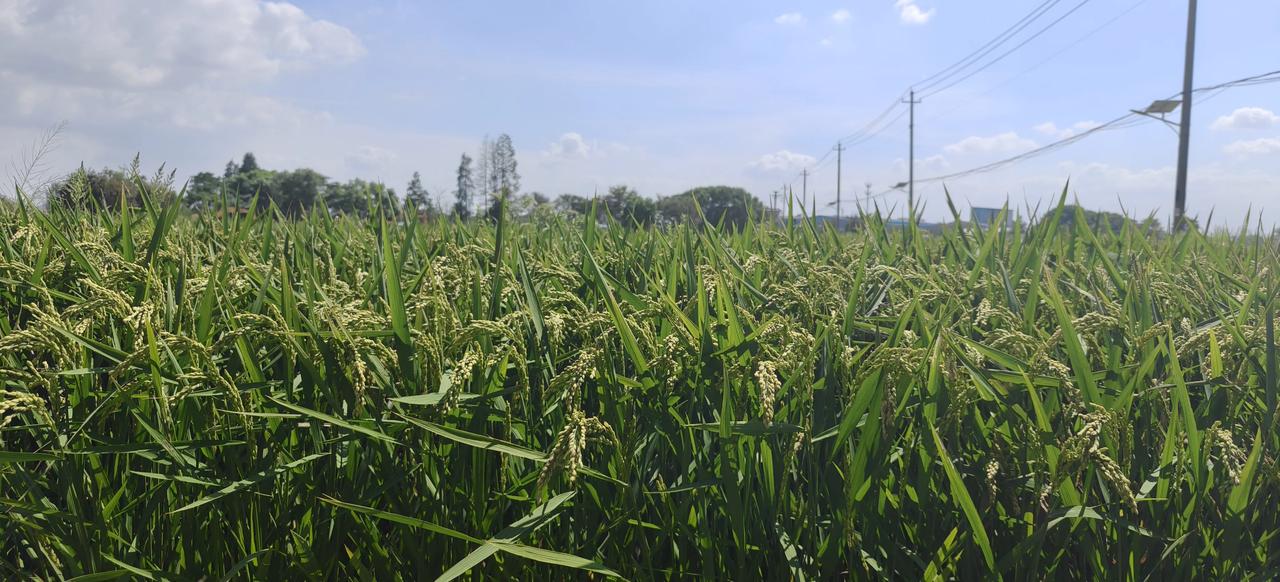 水稻与杂草所想种植收入与打工收入
     乡镇农民平时进厂上班，周末休假才能回