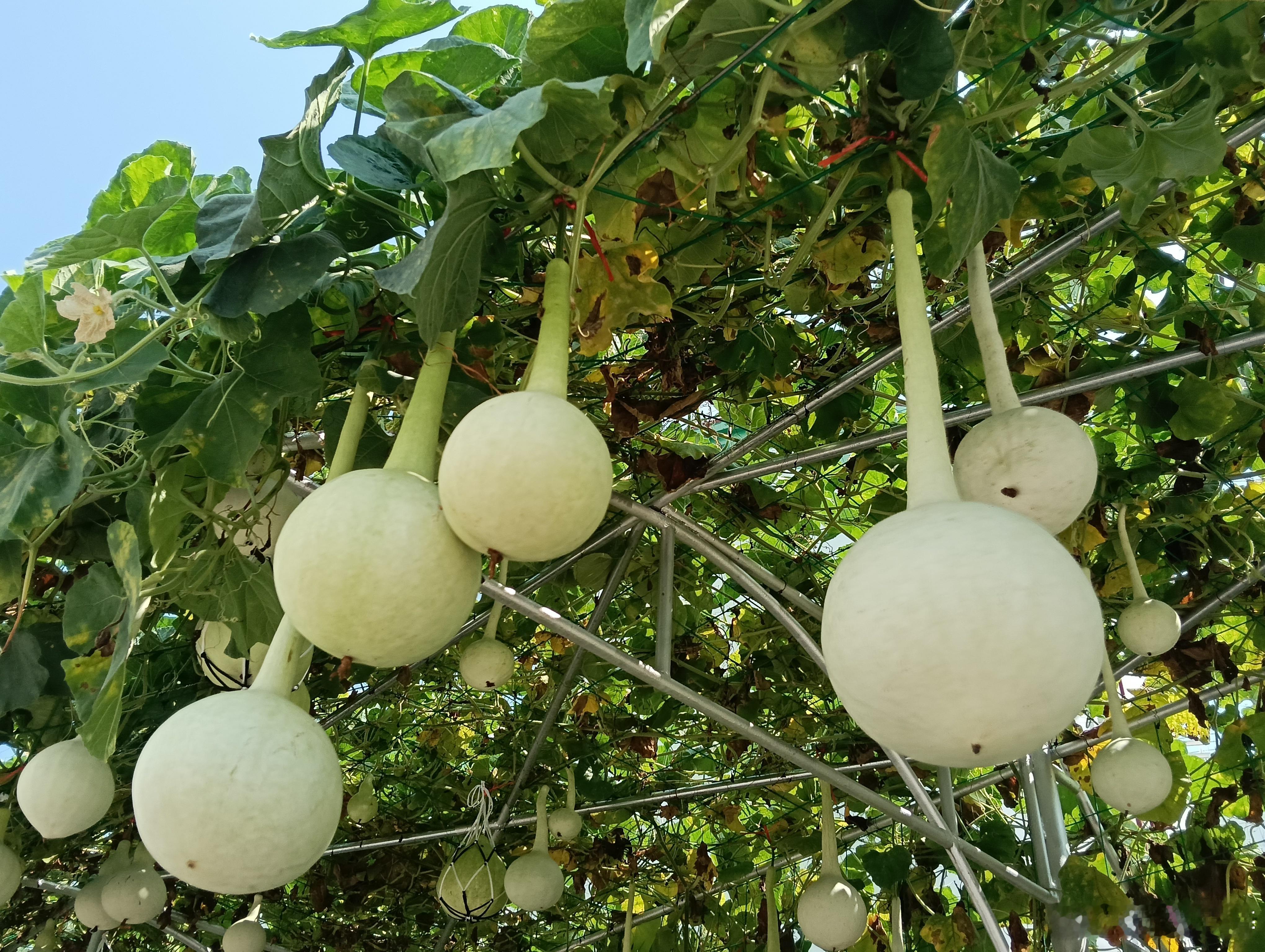 【葫芦园里聚友情.葫芦园里品美食】老同学一号召，老朋友立即响应，群英表态，统一时