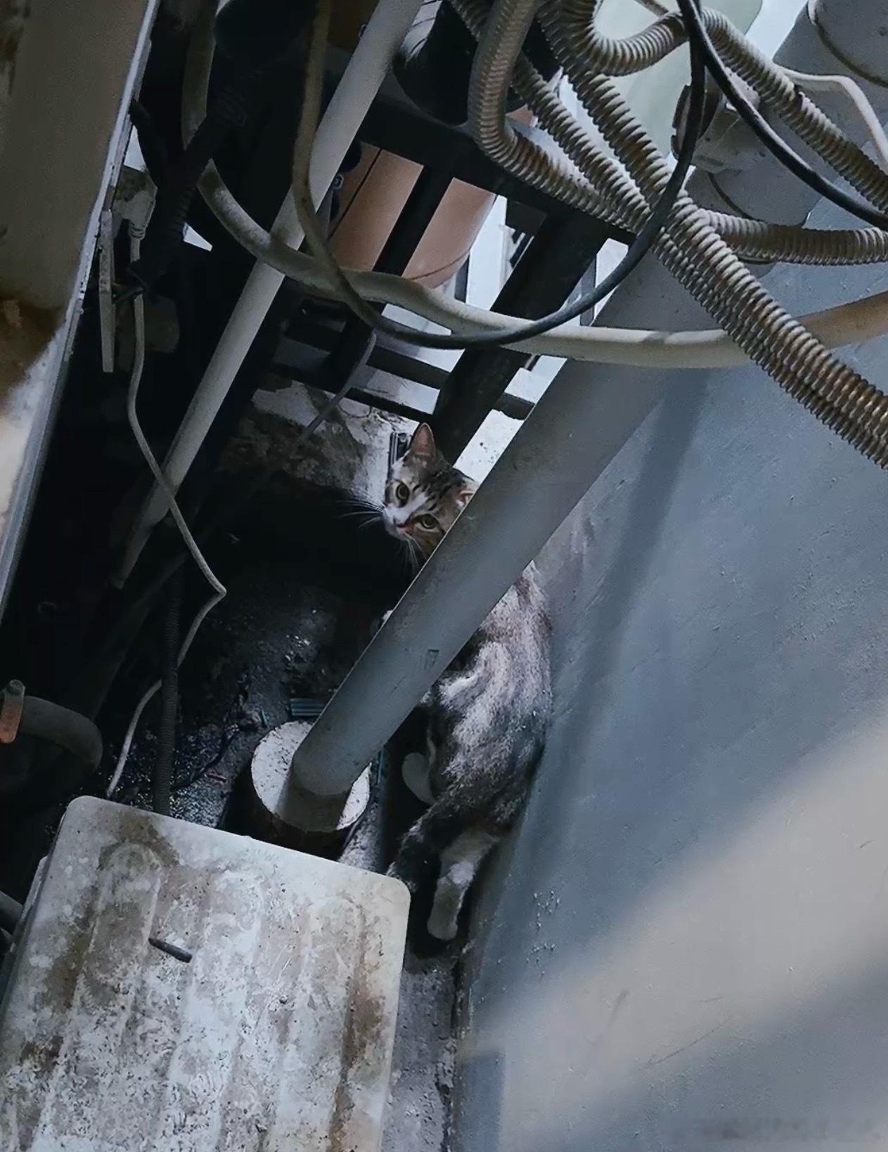 设备平台进了小猫，警惕性很强，嗓门超级无敌爆炸大，嚎得王yy到处找猫。昨晚到现在