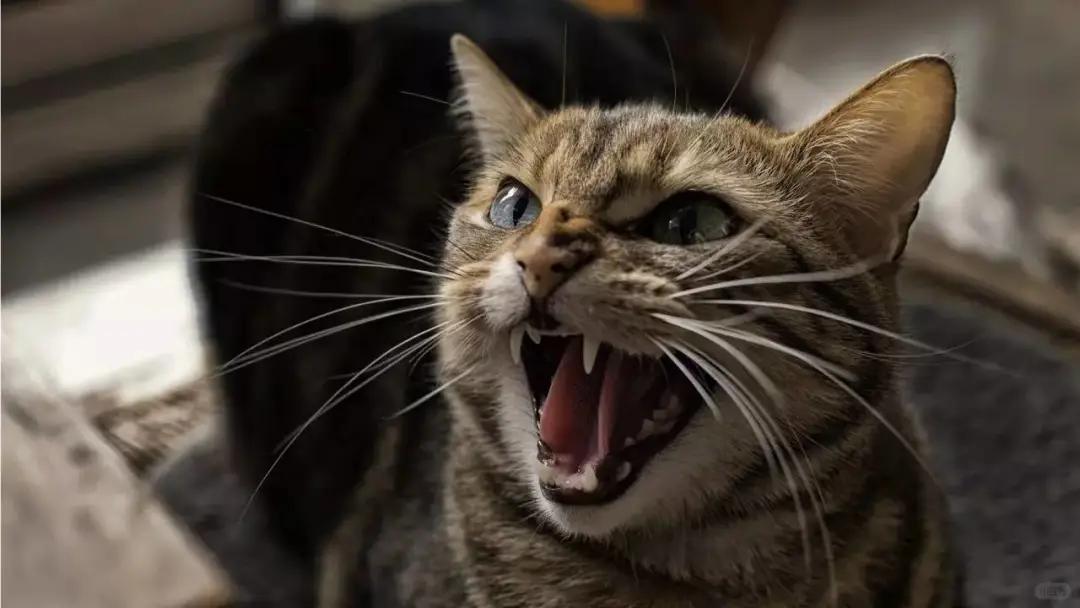 我想弄死这只猫！
我家的猫昨天不知道怎么了，就凄惨的嚎叫，第一次叫直接给我吓了一