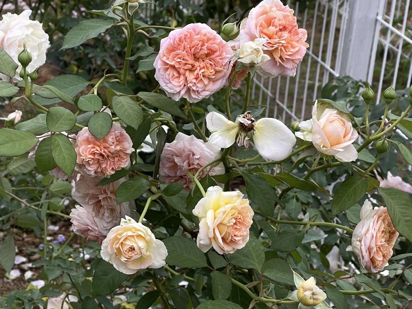 村猪和格蕾丝
