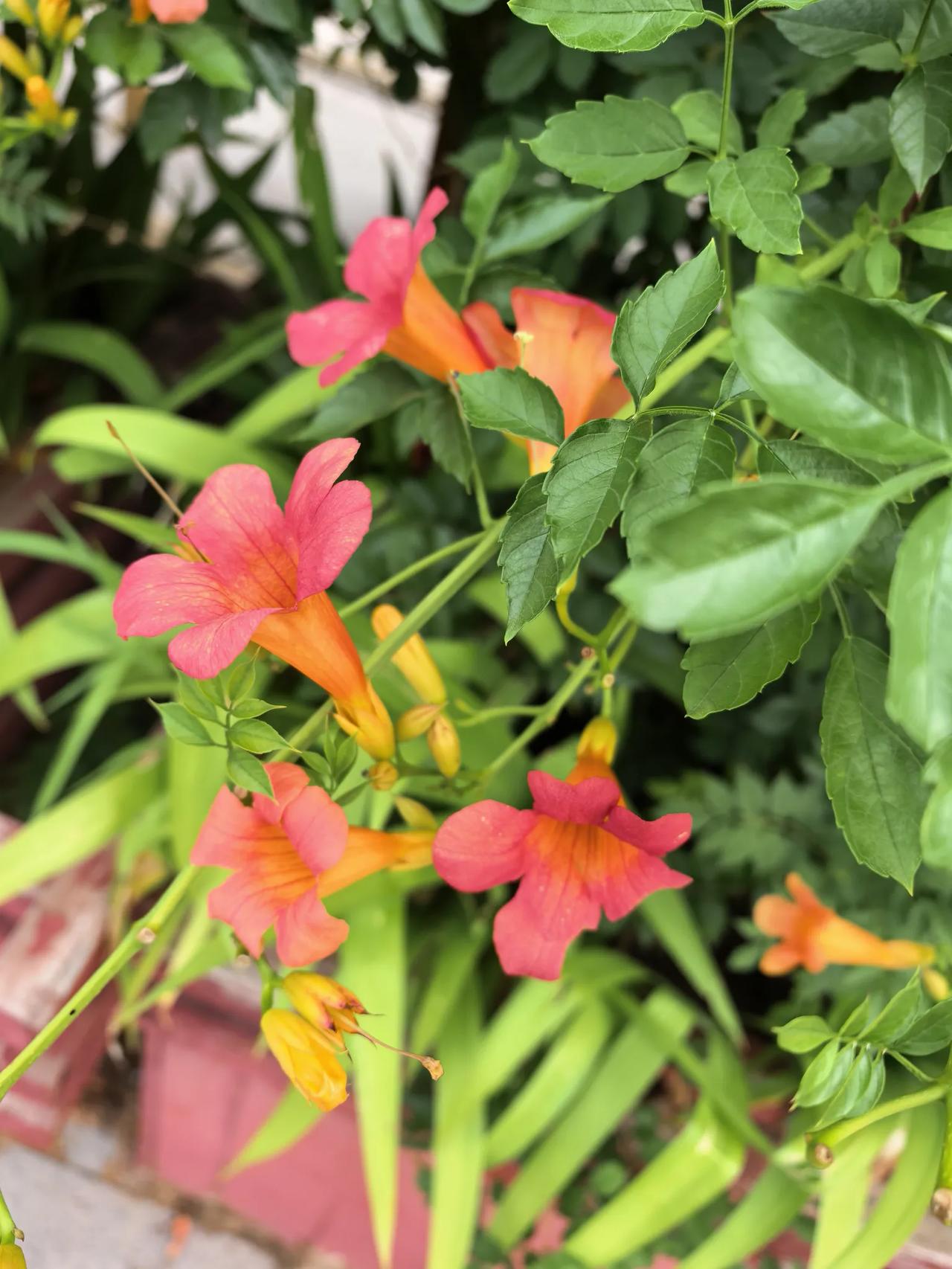 夏日生活打卡季这是一组7月凌霄花的图片，是自己用手机自拍的。