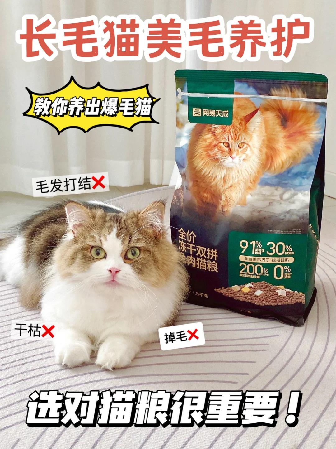 长毛猫美毛养护，选对猫粮很重要