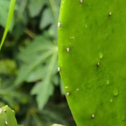 仙人掌的种植方法一、土壤选择选择排水良好、疏松透气的土壤，如沙壤土或添加蛭石、珍