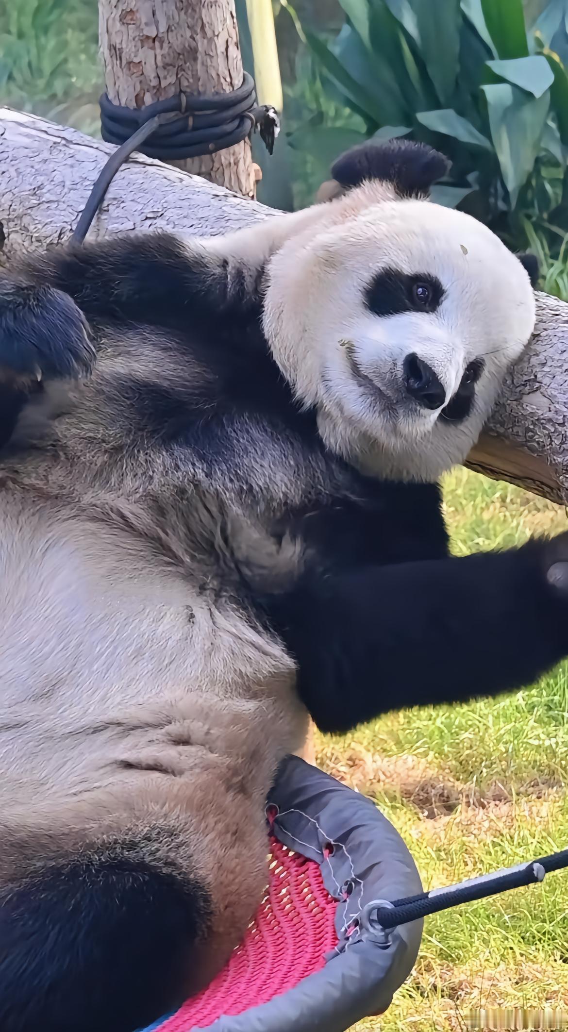 飞云是一只娇憨的小熊猫 