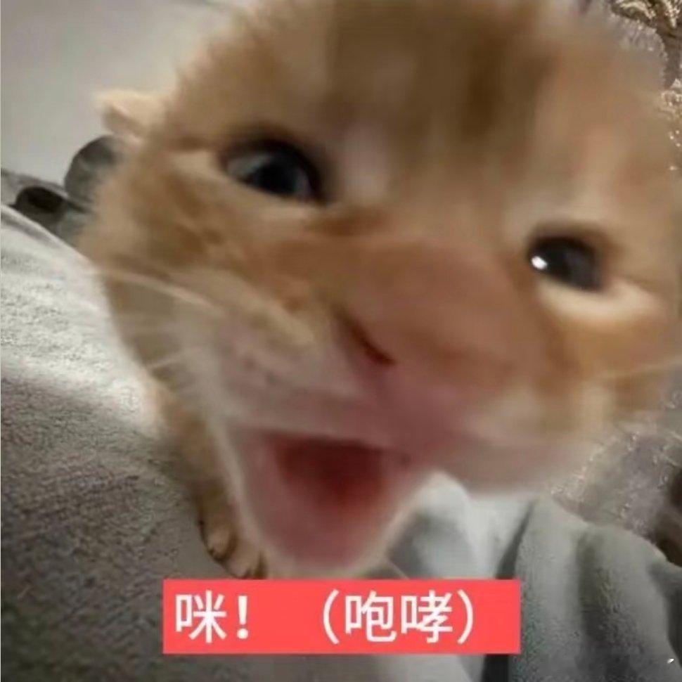 小猫表情包分享。 