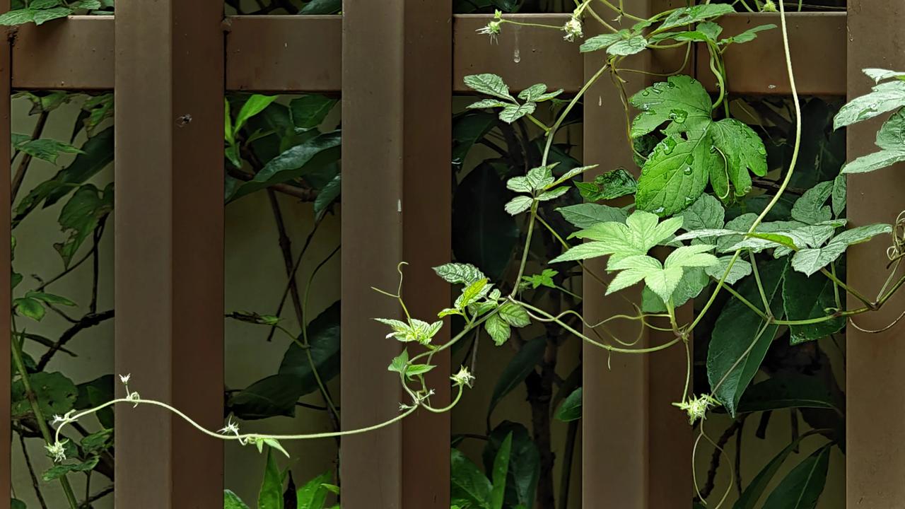 在静谧的时光里，肆虐的枝叶如诗人的笔触，随意伸向无垠的虚空。它们在风中摇曳，仿佛