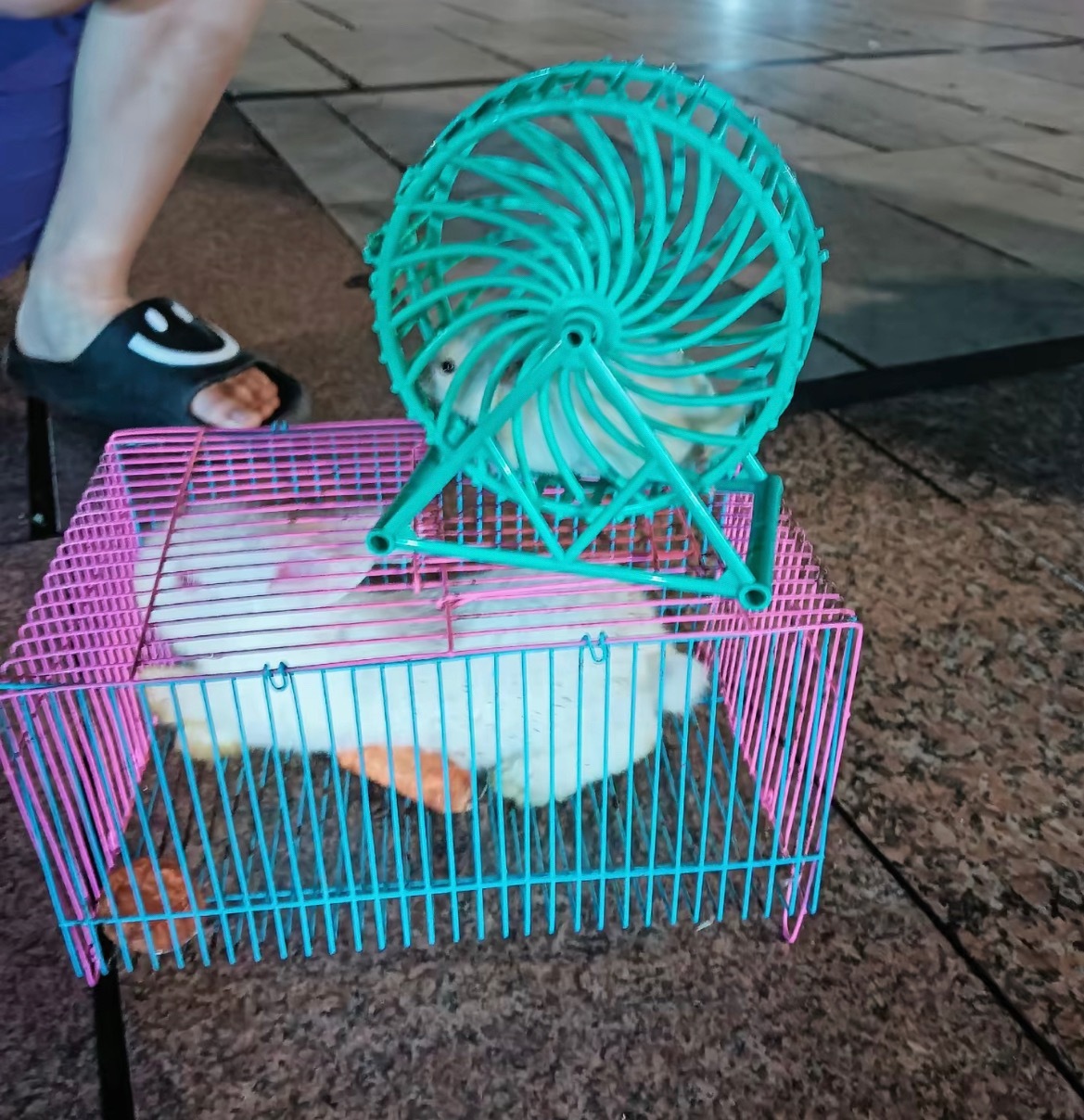 【玉林兴业一摊位套中两兔子老板只给一只】近日，网友爆料称：玉林市一家长和孩子在兴