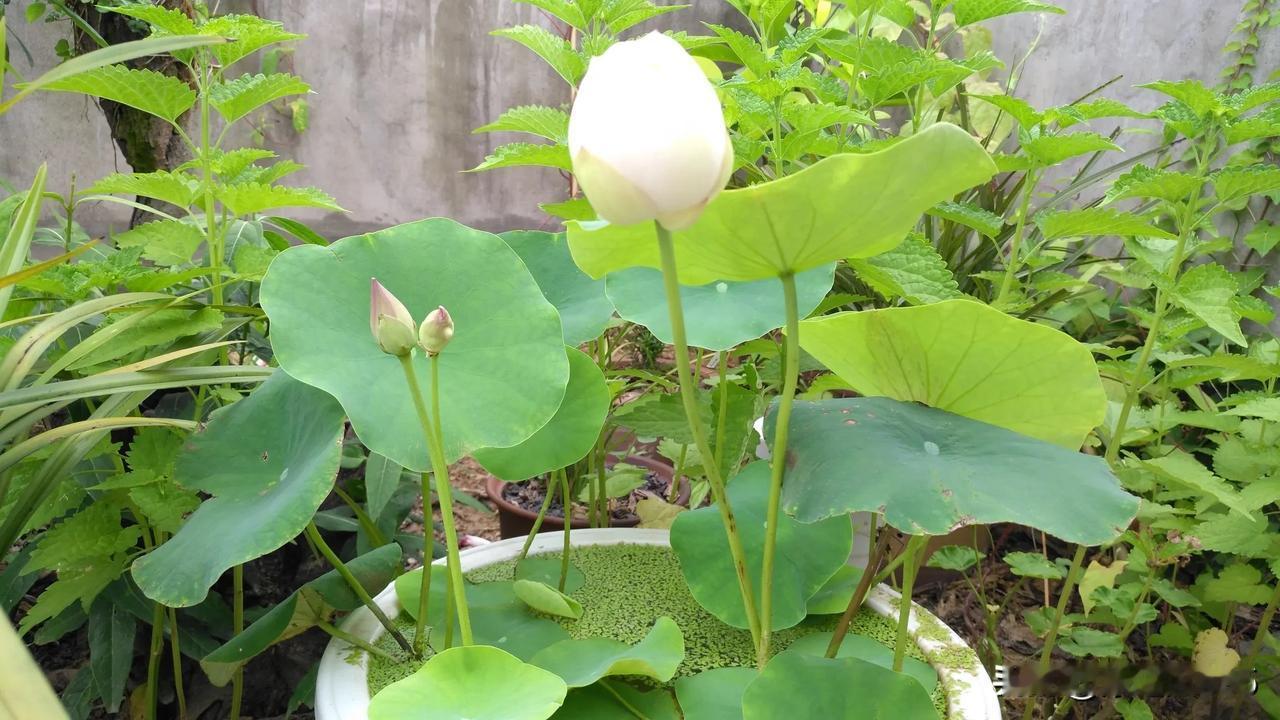 求荷花美照！大师们可否分享