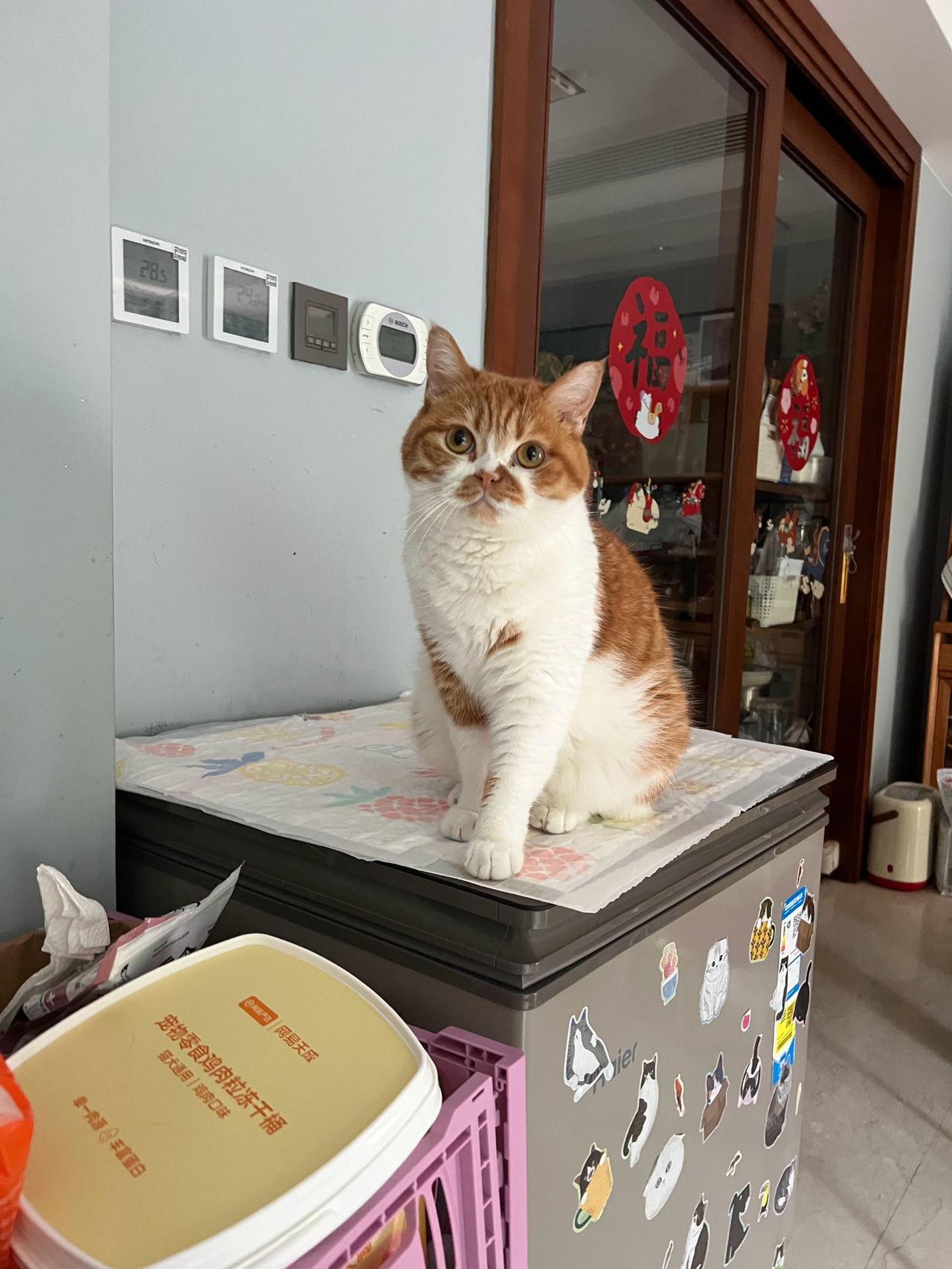 在一只猫身上看到老实巴交的憨厚感[笑哭][笑哭][笑哭]