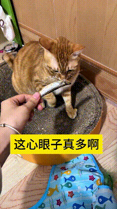 看到这个视频，直接笑出眼泪。
咱河南老乡瞅瞅，主人拿着小鱼干逗这只橘猫，它眼睛直