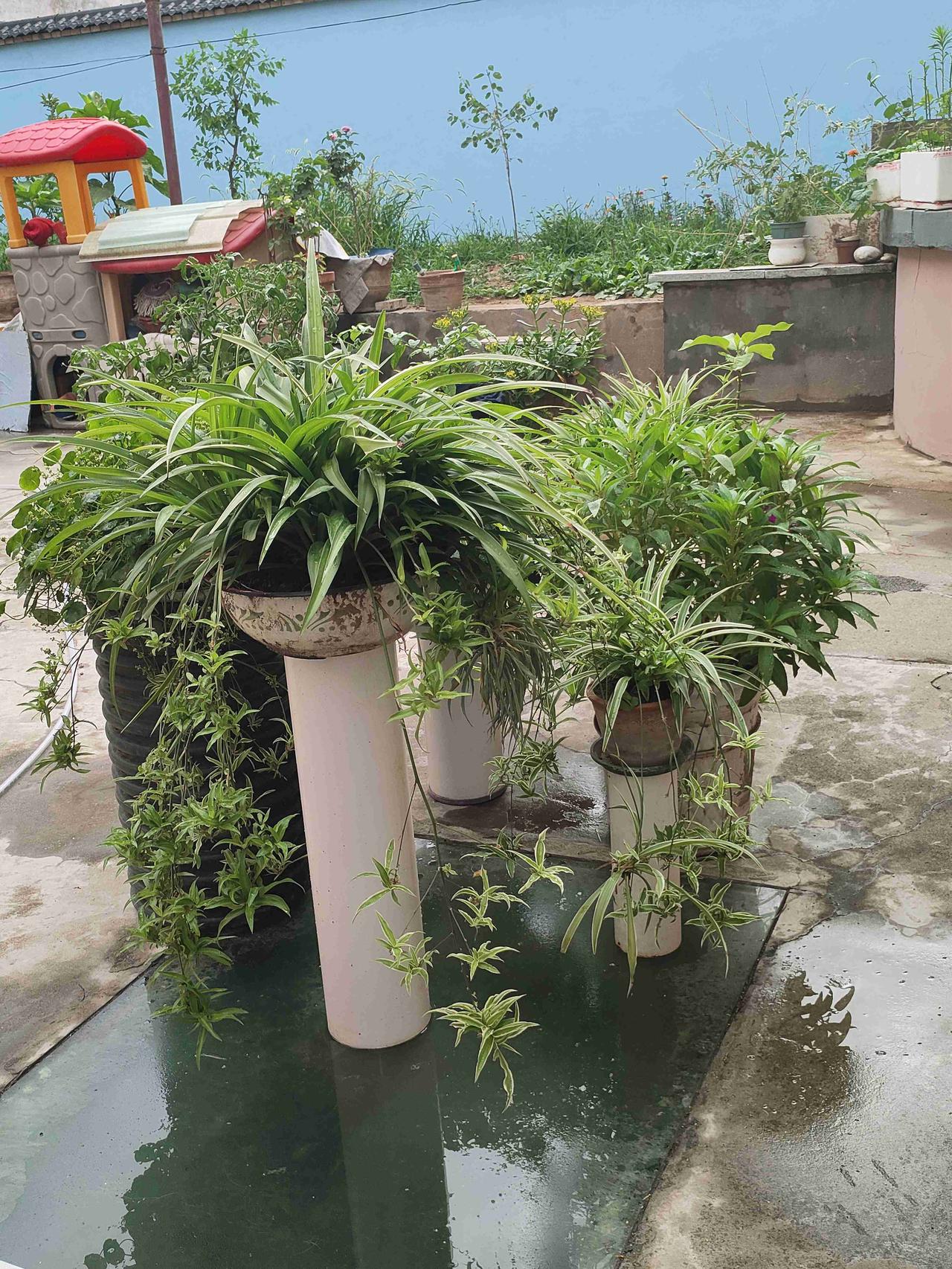 我的今日状态：😁轻松愉快
我这里的天气：☀️晴天 简单的农家小院，吊兰垂落满盆